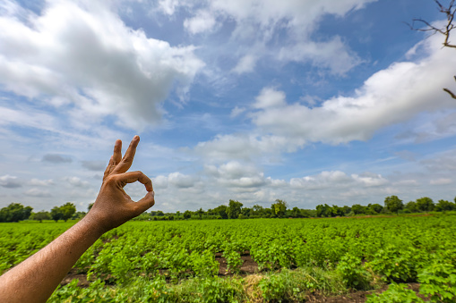 ok hand gesture in front of blue cloudy sky and green cotton field