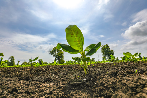 Banana tree plantation with blue sky in the background