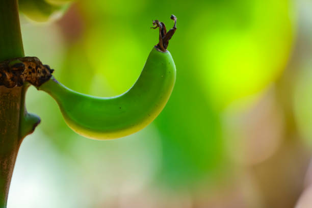 fresh green banana field in india