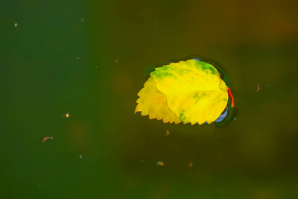 Yellow leaf in water, floating autumn yellow leaf
