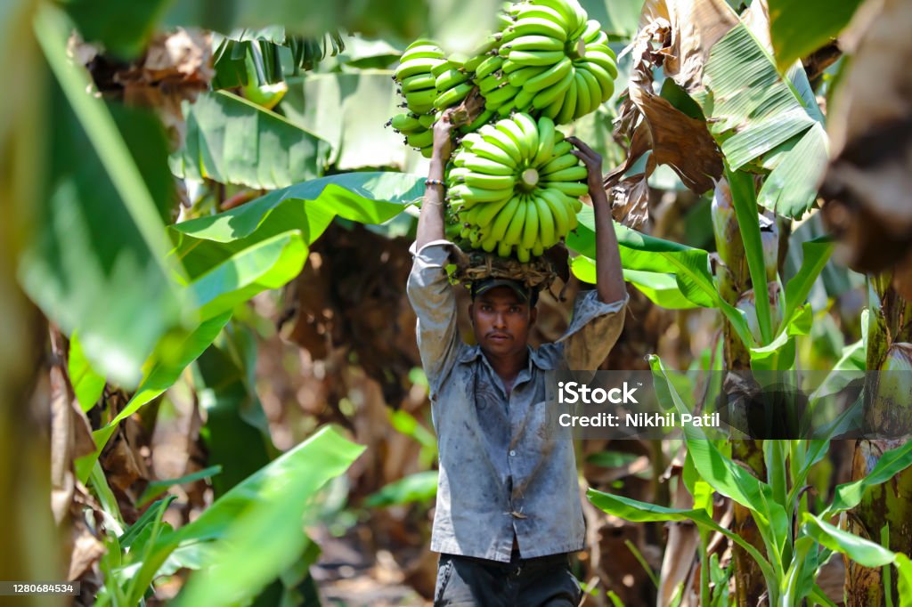 Jalgaon, India - May 25, 2017 : Farmer with banana bunch Banana Stock Photo