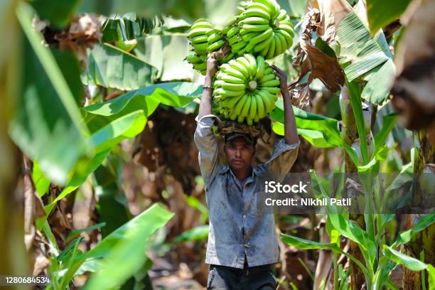 Jalgaon India May 25 2017 Farmer With Banana Bunch Stock Photo - Download Image Now