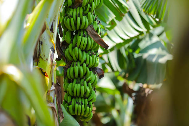 istock fresh green banana field in India 1280684640