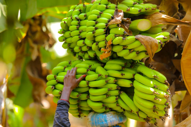 istock fresh green banana field in India 1280684725