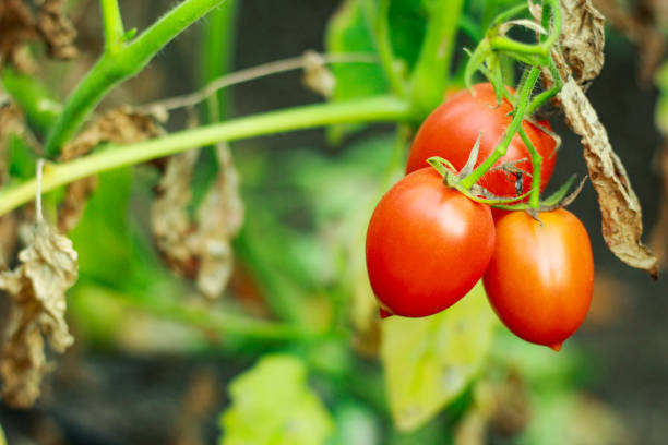istock fresh Red tomato on tree , Indian agriculture field 1280685370