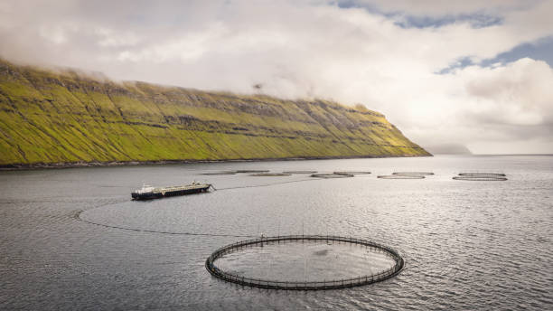 Aquaculture Salmon Breeding Fish Farm Faroe Islands Eysturoy Panorama Aquaculture Salmon Breeding Fish Farm Nets and Fishing Boat Aerial View Panorama in the fjord of Eysturoy Island of the Faroe Islands. Panoramic Drone Point of View Shot. Eysturoy Island, Faroe Islands, Kingdom of Denmark, Nordic Countries - Scandinavia, Europe. eysturoy photos stock pictures, royalty-free photos & images