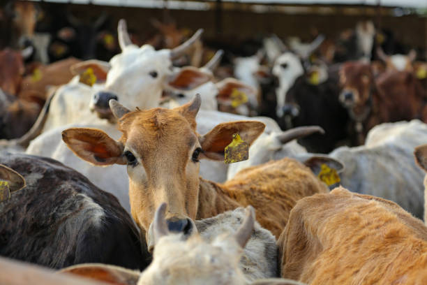 istock indian dairy farming, indian cattle 1280686385