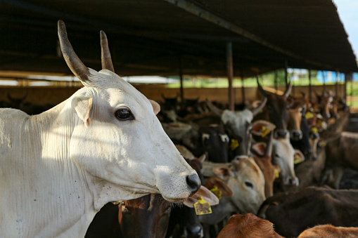 indian dairy farming, indian cattle