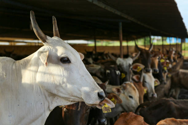 indian dairy farming, indian cattle - cattle shed cow animal imagens e fotografias de stock