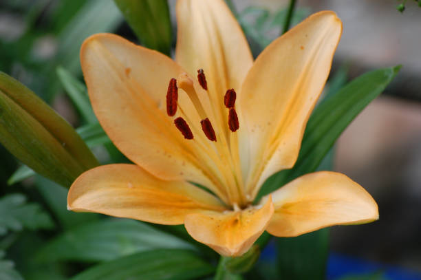 istock big beautiful yellow lily grows in the garden 1280686448