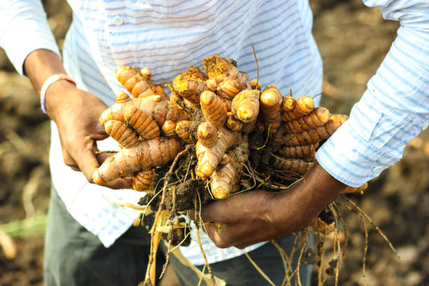 radice di curcuma, pianta di erbe in mano - curcumin foto e immagini stock