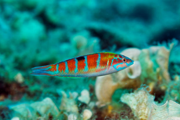 The ornate wrasse, Thalassoma pavo from Adriatic Sea in Croatia The ornate wrasse, Thalassoma pavo from Adriatic Sea in Croatia thalassoma pavo stock pictures, royalty-free photos & images