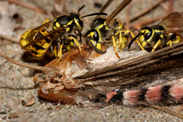 Polistes dominula European Paper Wasp Insect. Digitally Enhanced Photograph.