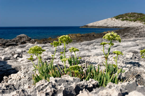 Samphire on a rocky coast of Mljet
