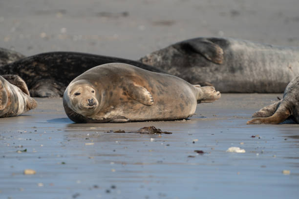 istock Wild Grey seal colony on the beach at Dune, Germany. Group with various shapes and sizes of gray seal 1280689175