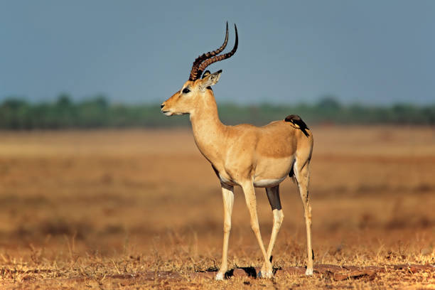 antilope mâle d’impala avec l’oiseau de oxpecker, parc national de matusadona, zimbabwe - impala photos et images de collection