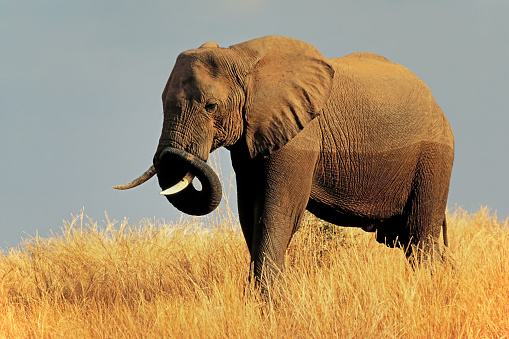 Large African bull elephant (Loxodonta africana) in grassland, Matusadona National Park, Zimbabwe