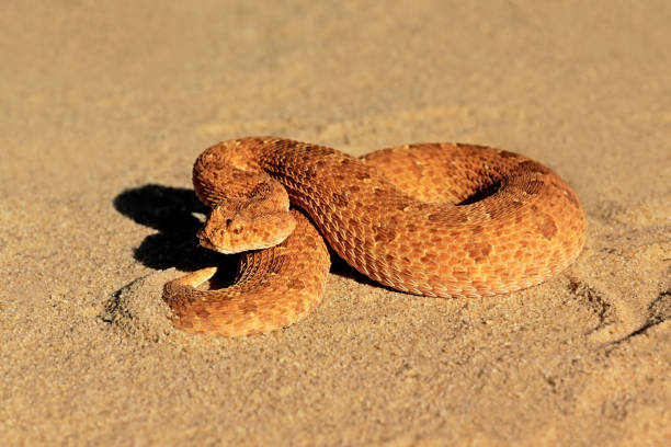 A horned adder (Bitis caudalis) in defensive position, Kalahari desert, South Africa A horned adder (Bitis caudalis) in defensive position, Kalahari desert, South Africa desert snake stock pictures, royalty-free photos & images