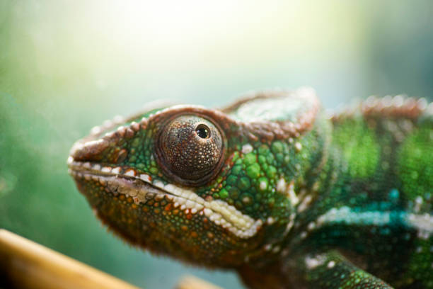 istock Animals. Young green chameleon. Chameleon looking up, close-up portrait 1280689529
