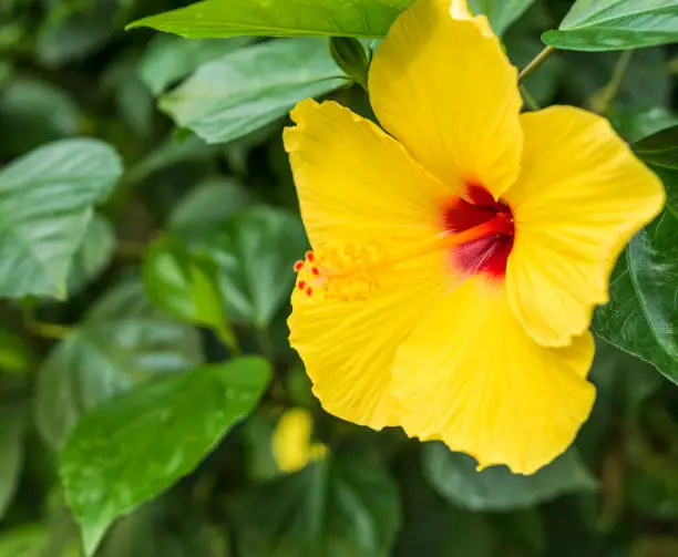 Photo of lose up with a Yellow Hawaiian Hibiscus Flower on green background