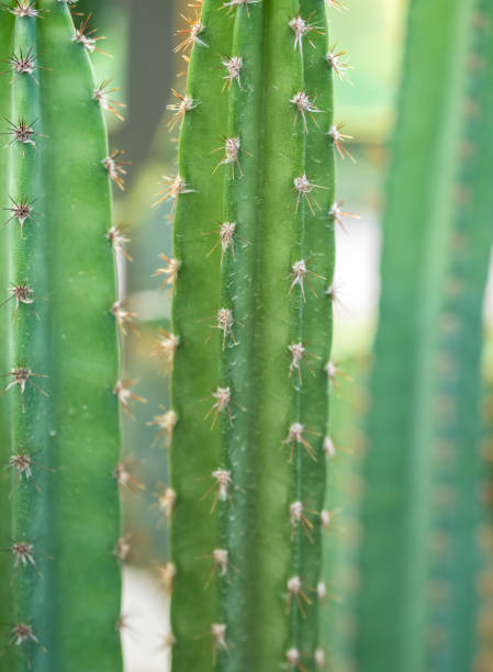 istock Close up detail with Cereus Spp also known as ceroid cactus 1280689555