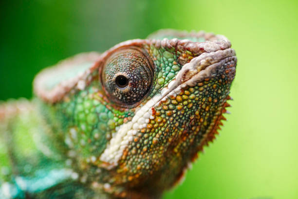 istock Animals. Young green chameleon. Chameleon close-up portrait 1280689622