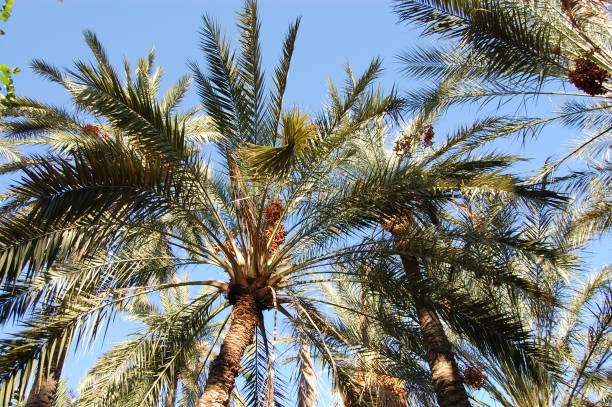 istock palm trees in a tropical location in summer 1280690366