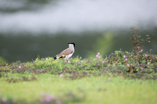 Beautiful bird, River lapwing (Vanellus duvaucelii), low angle view, side shot, foraging on the meadow with pink flowers of reservoir bank, the national park in south central region of Thailand.