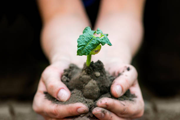 istock Hands holding young plant with soil. Ecology concept 1280691505