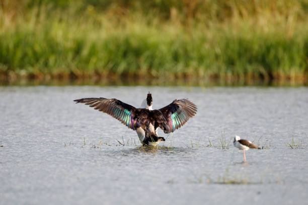 istock Knob-billed duck, or African comb duck (Sarkidiomis melanotos) 1280692195