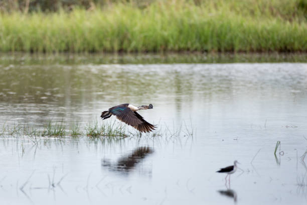 istock Knob-billed duck, or African comb duck (Sarkidiomis melanotos) 1280692221
