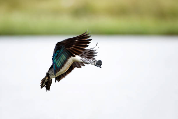 istock Knob-billed duck, or African comb duck (Sarkidiomis melanotos) 1280692233