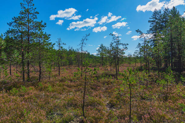 istock Korel forest with moss and small pines. 1280692296