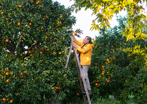 Senior farmer working in orange tree field