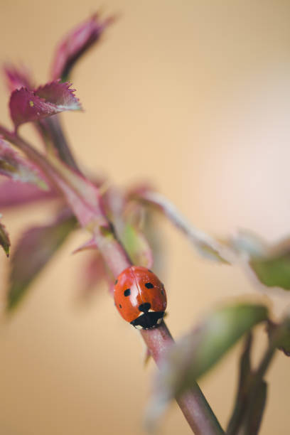 istock A Ladybug or Ladybird on a rose bush stem with copy space 1280693219