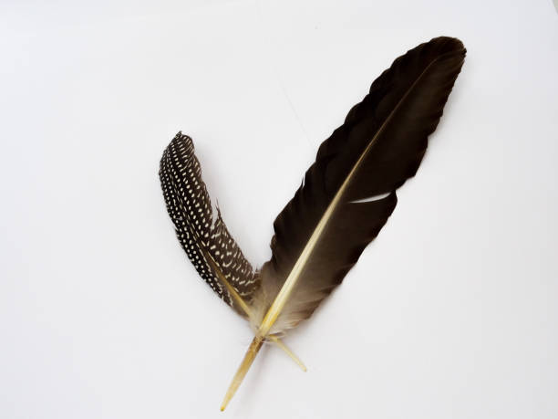 istock green bird feather on white background 1280694160