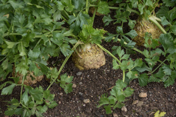 Home Grown Organic Celeriac Heads (Apium graveolens var. rapaceum) Growing on an Allotment in a Vegetable Garden in Rural Devon, England, UK Celeriac is a Root Vegetable also Known as Celery Root, Knob Celery or Turnip Rooted Celery Celeriac stock pictures, royalty-free photos & images