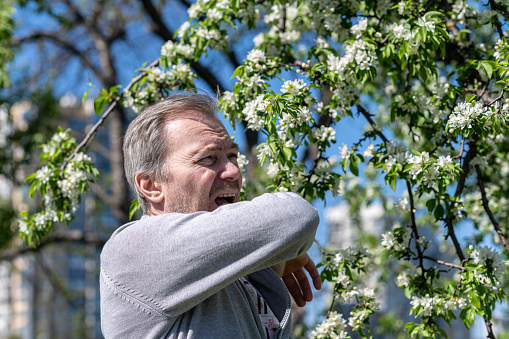 A white-haired middle-aged man sneezing in a park among flowering trees. Seasonal Allergy. Spring time.