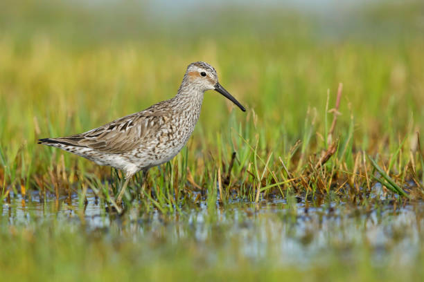North American bird species: Stilt Sandpiper, Calidris himantopus Adult Stilt Sandpiper, Calidris himantopus, in transition to breeding plumage"nGalveston Co., Texas, USA. scolopacidae stock pictures, royalty-free photos & images