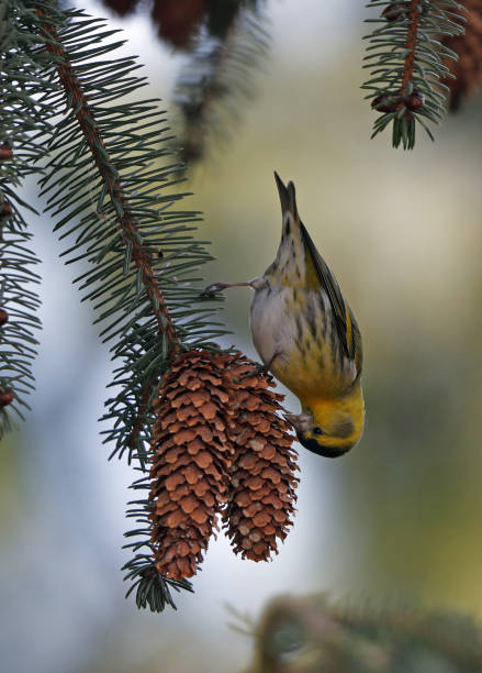 istock Eurasian Siskin, Spinus spinus 1280696557