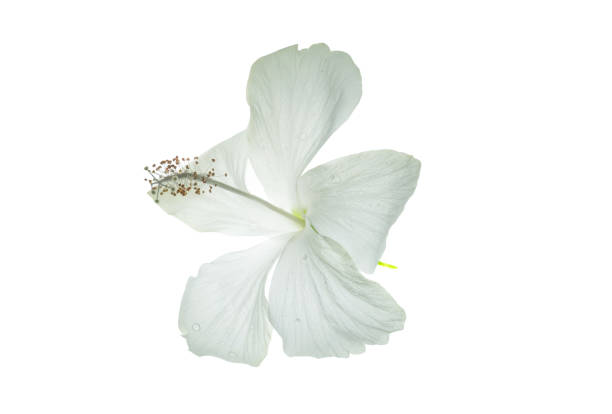 istock Flowers and leaves on a white background. 1280696571
