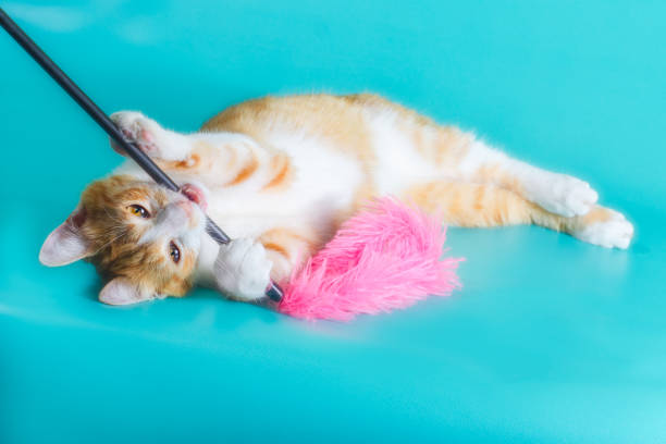 istock small ginger domestic kitten playing with pink feathers 1280696605