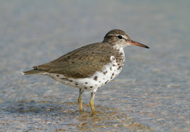 istock Amerikaanse Oeverloper, Spotted Sandpiper, Actitis macularius 1280697418