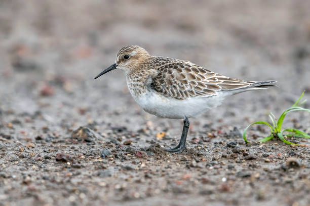 istock Juvenile Baird's Sandpiper (Calidris bairdii) 1280698328