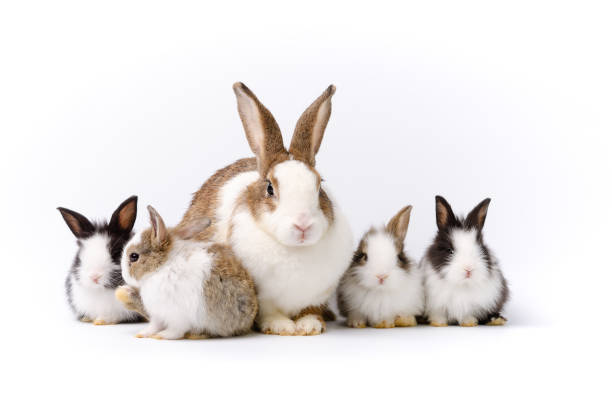 Woman with a book holding two cute bunnies on her lap.
