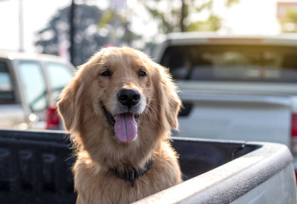 istock Golden Retriever sitting in the car. 1280698634
