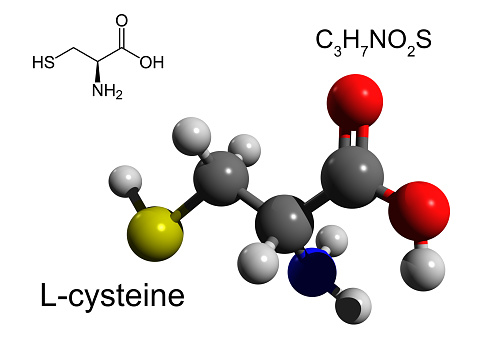 Cysteine is the nonessential amino acid. 3D ball-and-stick model, white background