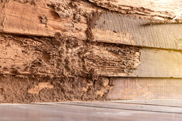 istock Old wooden walls that were bitten by termites. 1280700316