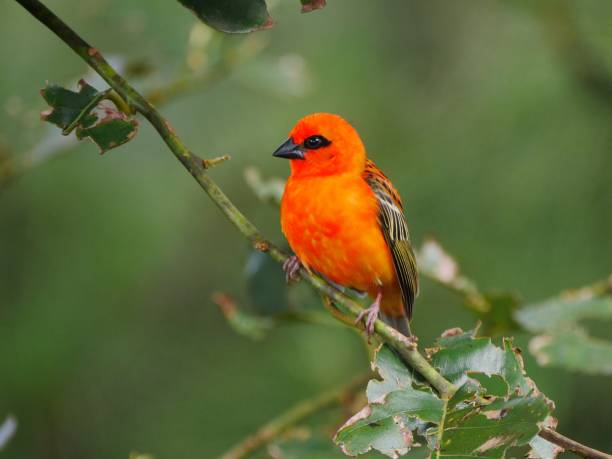 istock Red Fody Bird perching in natural habitat 1280700322