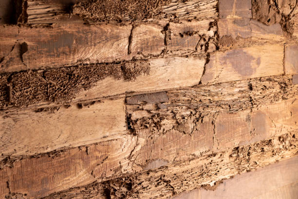 istock Old wooden walls have been decayed because of termites eating. 1280700473